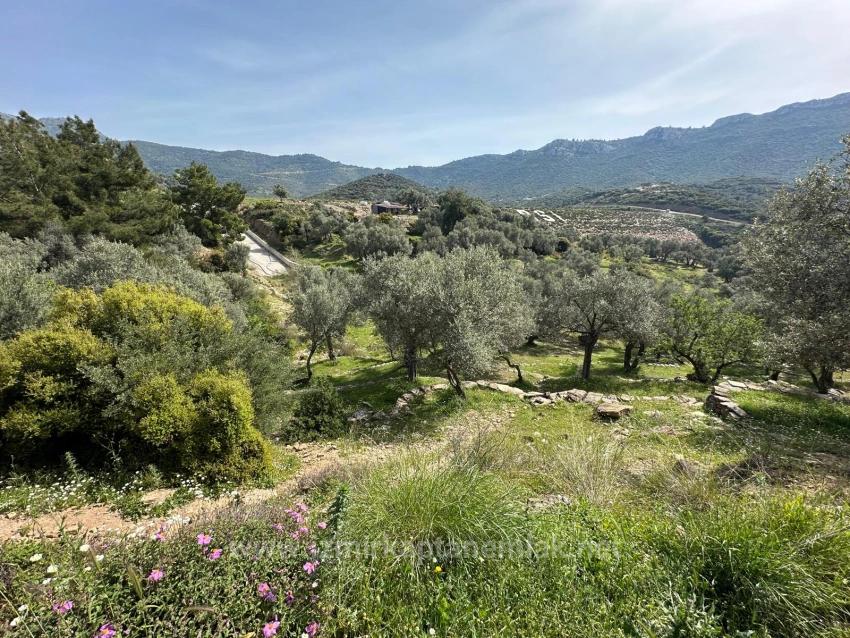 113 Olivenfelder Bestehend Aus Zwei Parzellen Von 12.177 M2 Zum Verkauf In Özdere