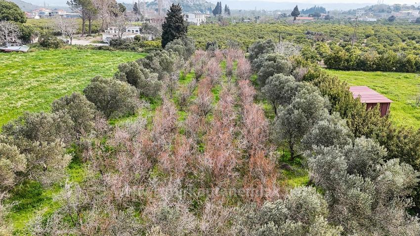 2.155 M² Großer Zitrusgarten Zum Verkauf Im Bezirk Izmir Seferihisar Sığacık