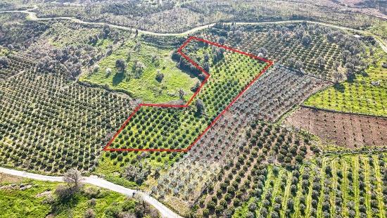 4.643 M² Mandarinengarten Zum Verkauf Im Dorf Payamlı, Seferihisar, İzmir