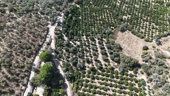 7928 M² Großes, Erschlossenes Grundstück Mit Strom-, Wasser- Und Straßenanschluss In Menderes Özdere Zu Verkaufen
