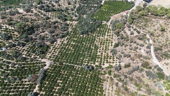 Menderes Özdere Verfügt Über Strom-, Wasser- Und Straßenanschluss. 11.450 Quadratmeter Land Stehen Zum Verkauf.