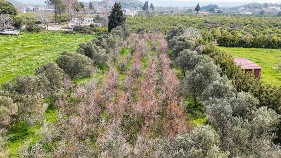 2.155 M² Großer Zitrusgarten Zum Verkauf Im Bezirk Izmir Seferihisar Sığacık