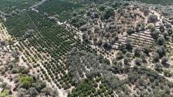 Menderes Özdere Verfügt Über Strom-, Wasser- Und Straßenanschluss. 11.450 Quadratmeter Land Stehen Zum Verkauf.