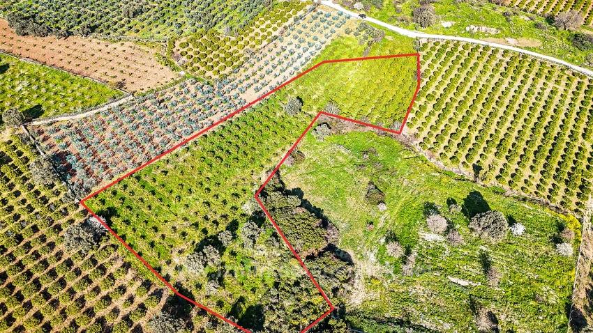 4,643 M² Mandarin Orchard For Sale In Payamlı Village, Seferihisar, İzmir