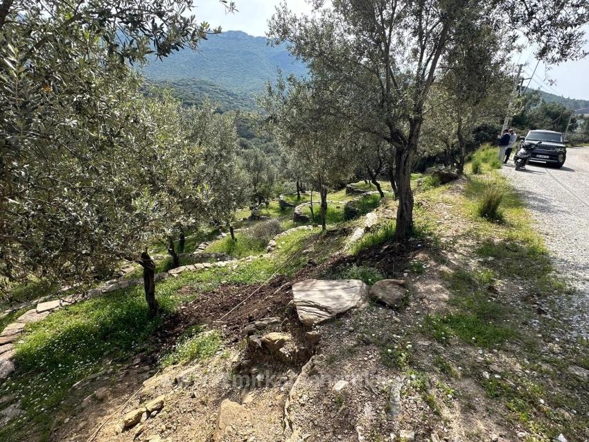 113 Olive Fields Consisting Of Two Parcels Of 12177 M2 For Sale In Özdere
