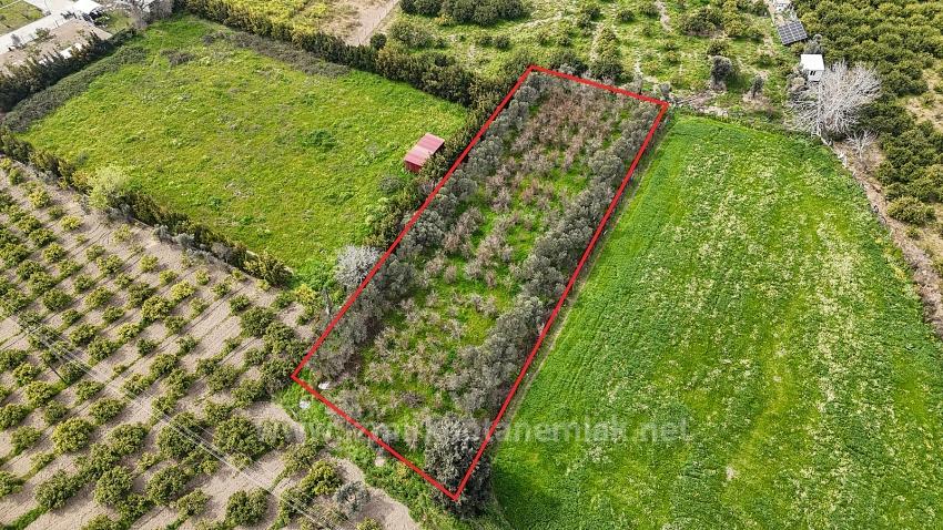 2.155M² Citrus Garden For Sale In Izmir Seferihisar Sığacık District