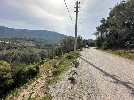 113 Olive Fields Consisting Of Two Parcels Of 12177 M2 For Sale In Özdere