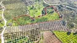 4,643 M² Mandarin Orchard For Sale In Payamlı Village, Seferihisar, İzmir
