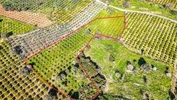 4,643 M² Mandarin Orchard For Sale In Payamlı Village, Seferihisar, İzmir