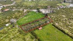 2.155M² Citrus Garden For Sale In Izmir Seferihisar Sığacık District