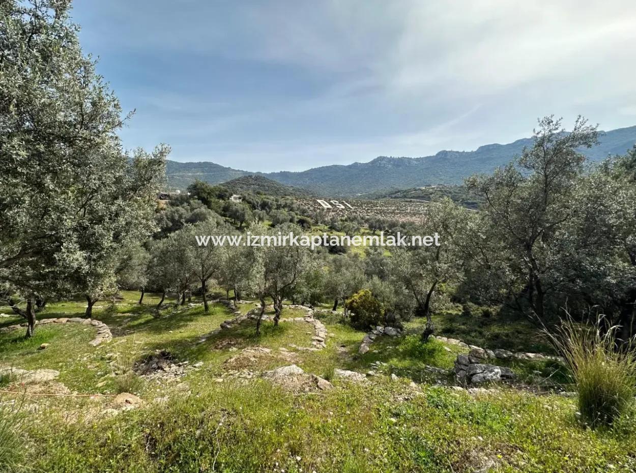 Özdere 12177 M2 Consisting Of 113 Parcels Of Land With Olive Trees For Sale
