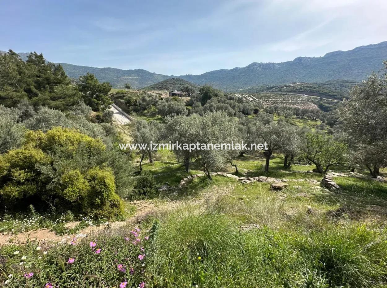 Özdere 12177 M2 Consisting Of 113 Parcels Of Land With Olive Trees For Sale