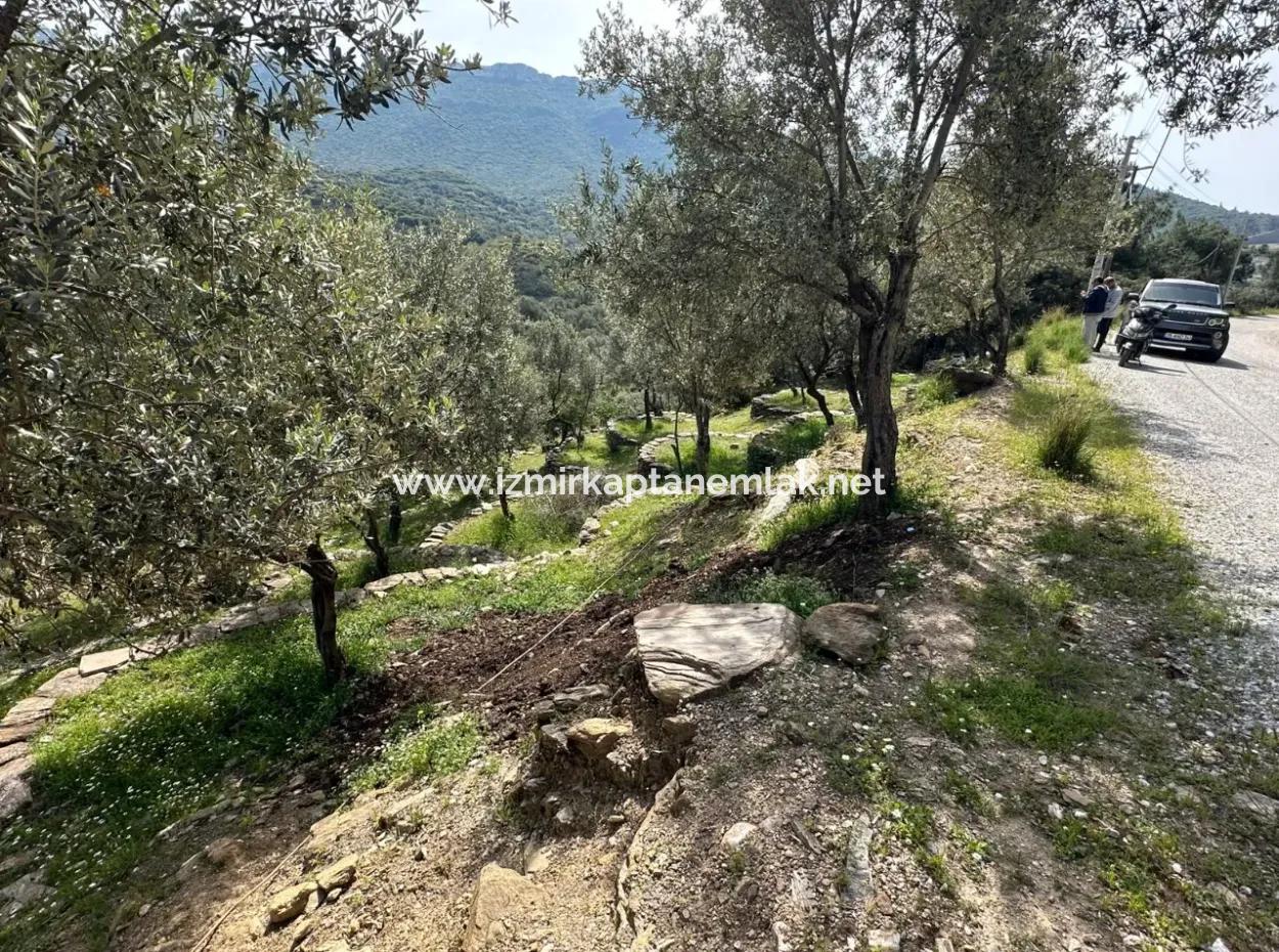 Özdere 12177 M2 Consisting Of 113 Parcels Of Land With Olive Trees For Sale
