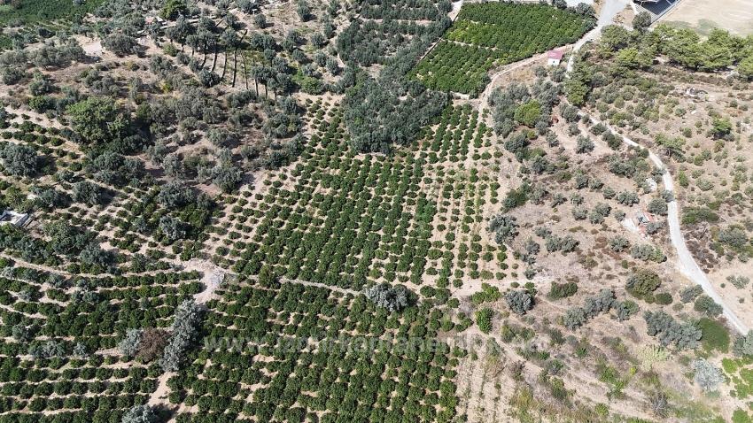 В Мендерес Оздере Есть Электричество, Вода И Дороги. Продается Участок Земли Площадью 11 450 Квадратных Метров.