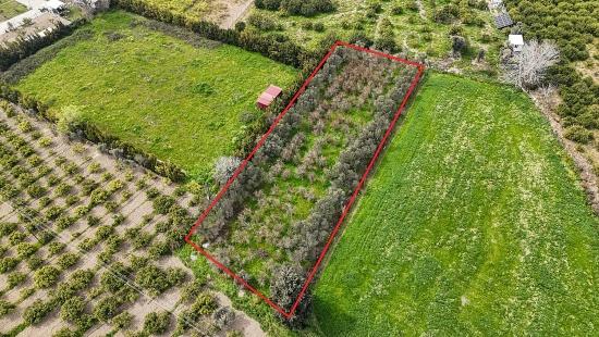 Цитрусовый Сад Площадью 2,155 М² На Продажу В Районе Измира, Сеферихисар-сыгаджик