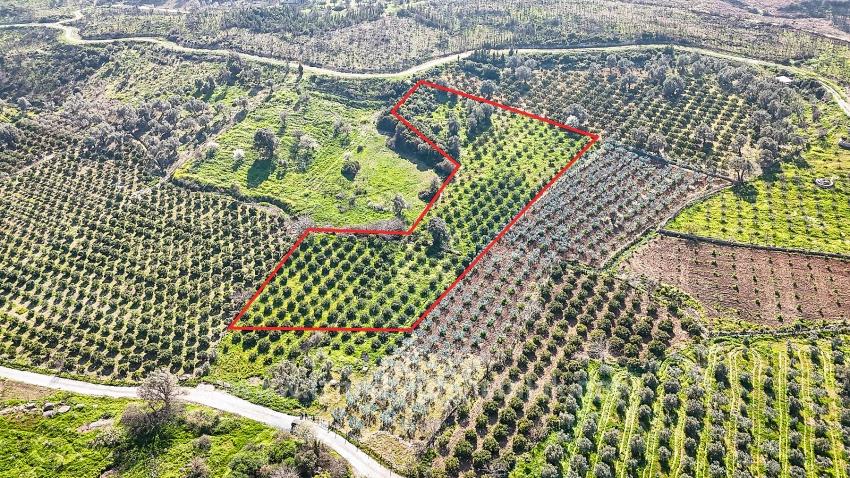 İzmir Seferihisar Payamlı Köyü’nde Satılık 4.643M² Mandalin Bahçesi