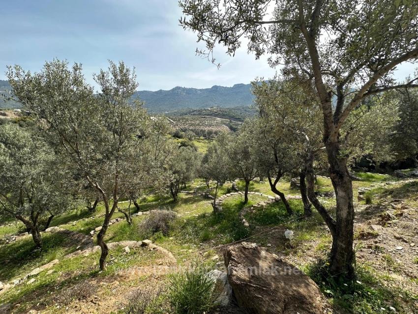 Özdere'de12177 M2 İki Parselden Oluşan 113 Adet Zeytinli Tarla Satılık