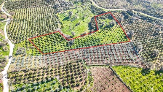 İzmir Seferihisar Payamlı Köyü’nde Satılık 4.643m² Mandalin Bahçesi