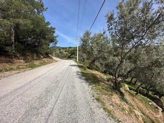 Özdere'de12177 M2 İki Parselden Oluşan 113 Adet Zeytinli Tarla Satılık