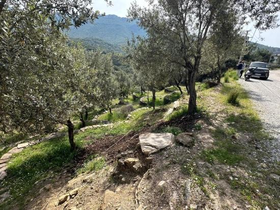 Özdere'de12177 M2 İki Parselden Oluşan 113 Adet Zeytinli Tarla Satılık