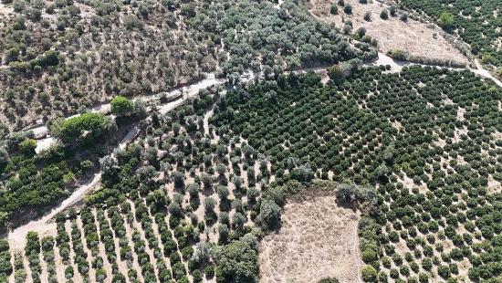 Menderes Özdere'de 7928 M² Elektrik Su Yol Mevcut Satılık Tarla
