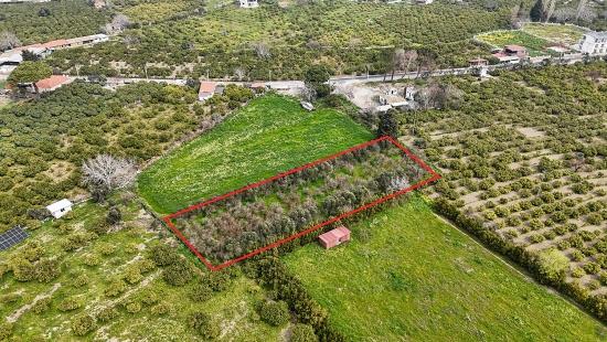İzmir Seferihisar Sığacık Mahallesi’nde 2.155m² Satılık Narenciye Bahçesi