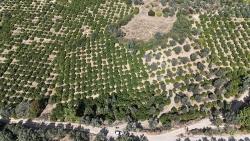 Menderes Özdere'de 7928 M² Elektrik Su Yol Mevcut Satılık Tarla