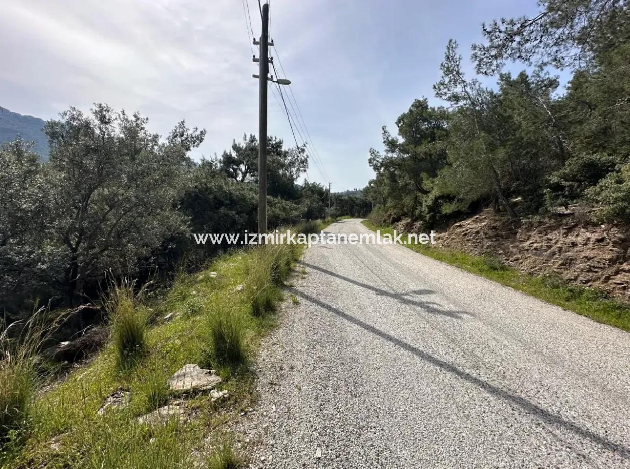 İzmir Menderes Özderede Satılık 12177 M2 Zeytin Ağaçlı Tarla
