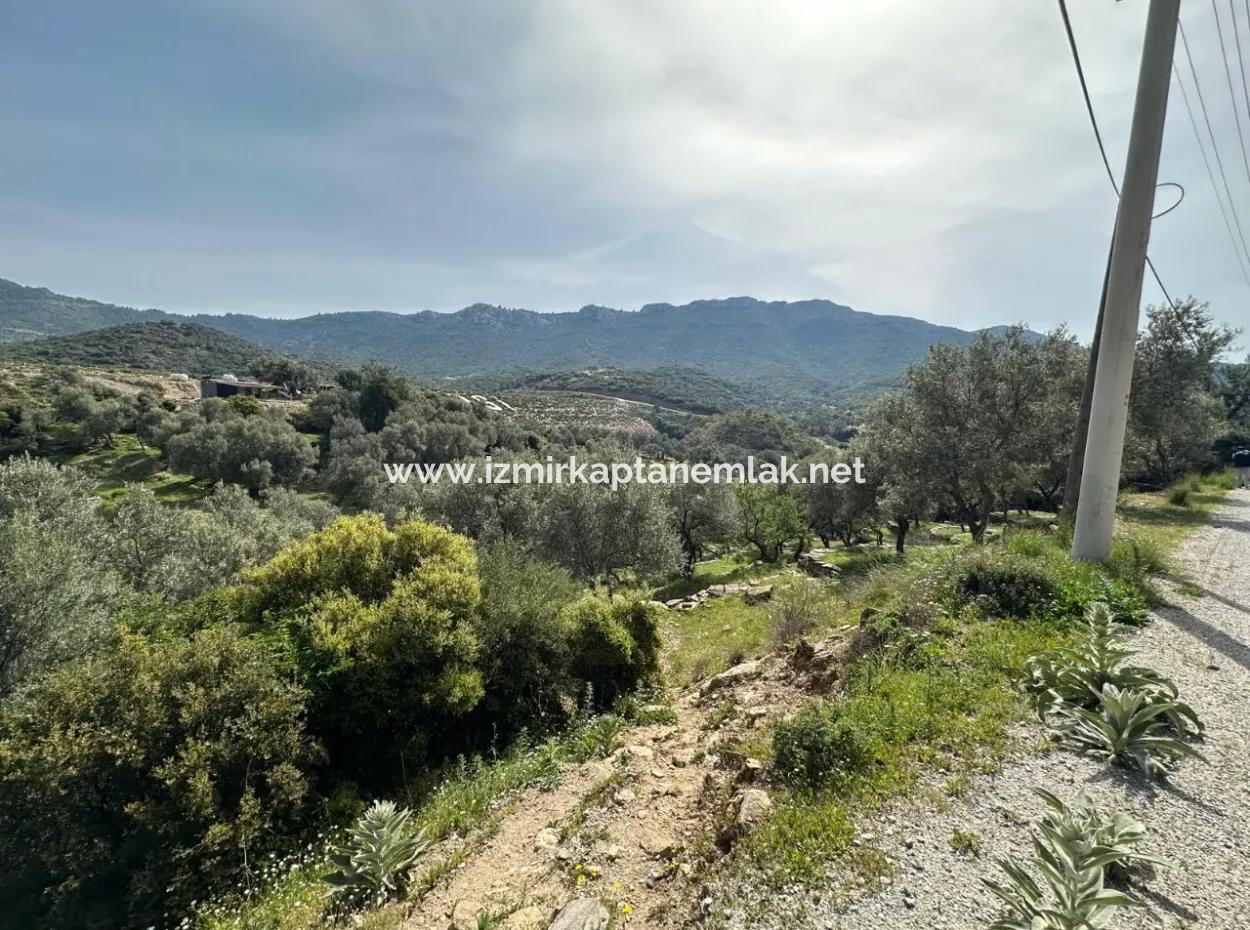 İzmir Menderes Özderede Satılık 12177 M2 Zeytin Ağaçlı Tarla