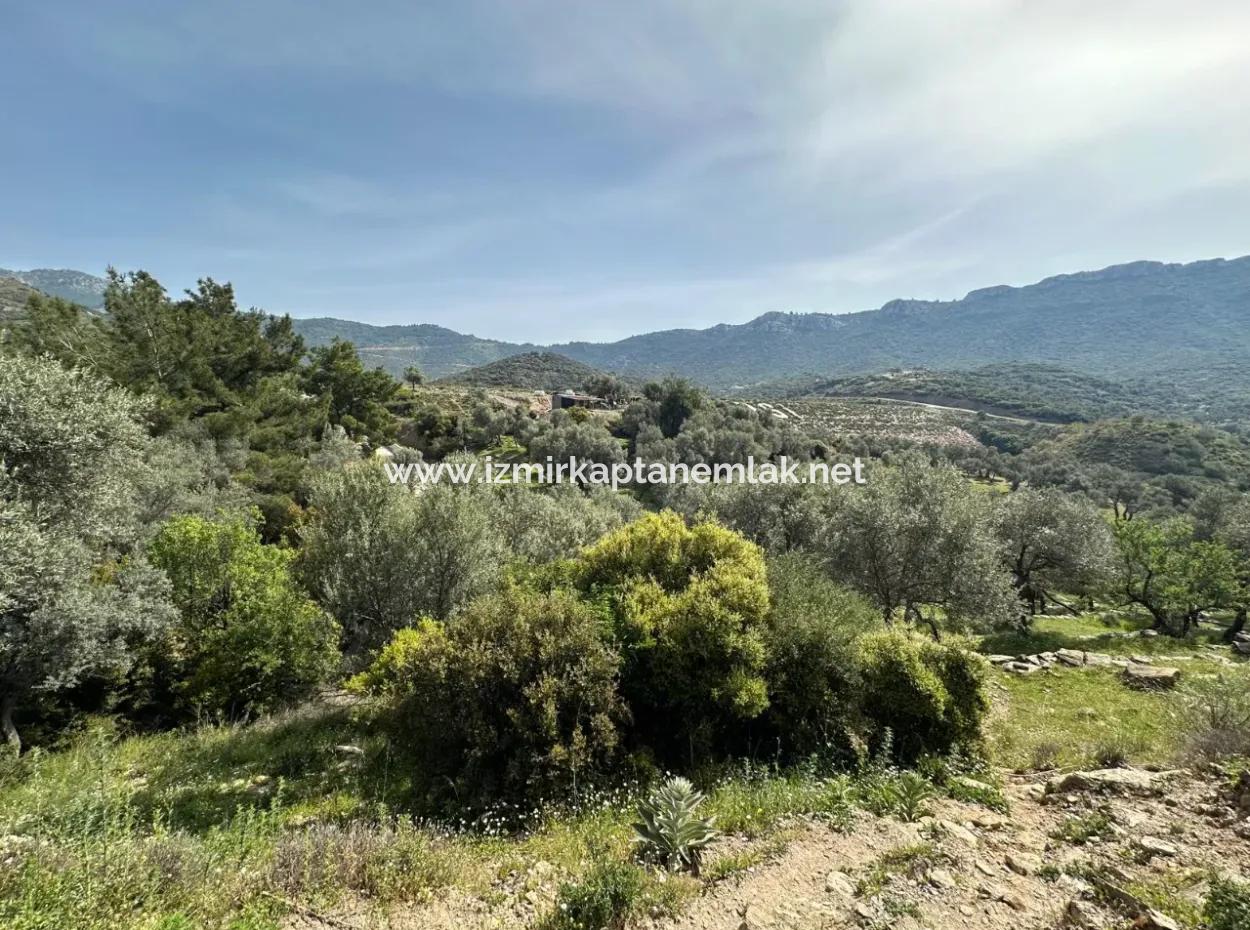 Özdere 12177 M2 İki Parselden Oluşan 113 Adet İçinde Zeytin Agacı Bulunan Tarla Satılık