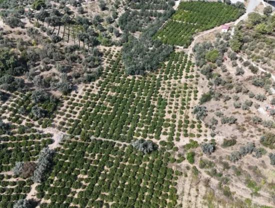 Özdere De Elektrik Su Yol Mevcut 11.450M² Satılık Tarla