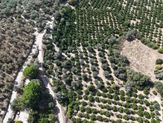 Özdere De 7928 M² Elektrik Su Yol Mevcut Satılık Tarla