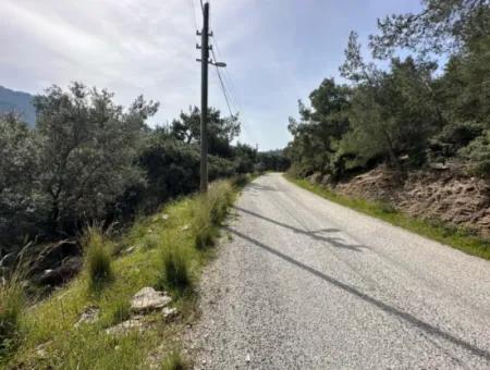 İzmir Menderes Özderede Satılık 12177 M2 Zeytin Ağaçlı Tarla