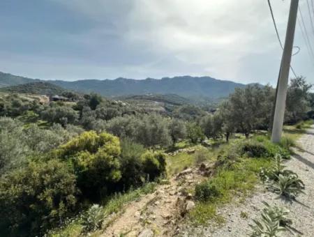 İzmir Menderes Özderede Satılık 12177 M2 Zeytin Ağaçlı Tarla