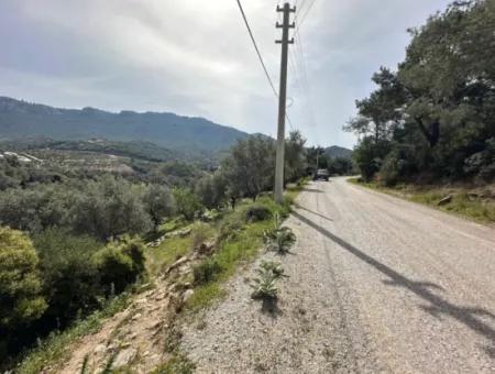 İzmir Menderes Özderede Satılık 12177 M2 Zeytin Ağaçlı Tarla