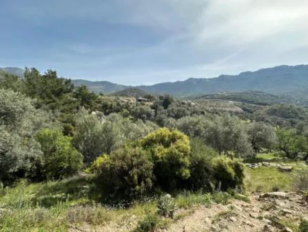 İzmir Menderes Özderede Satılık 12177 M2 Zeytin Ağaçlı Tarla