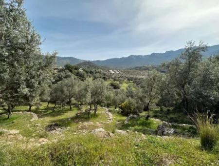 İzmir Menderes Özderede Satılık 12177 M2 Zeytin Ağaçlı Tarla