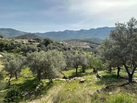 İzmir Menderes Özderede Satılık 12177 M2 Zeytin Ağaçlı Tarla