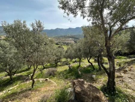 İzmir Menderes Özderede Satılık 12177 M2 Zeytin Ağaçlı Tarla