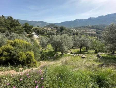 İzmir Menderes Özderede Satılık 12177 M2 Zeytin Ağaçlı Tarla