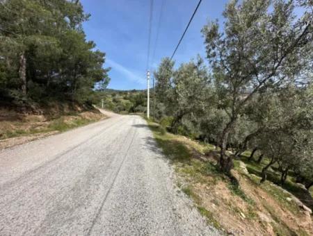 İzmir Menderes Özderede Satılık 12177 M2 Zeytin Ağaçlı Tarla
