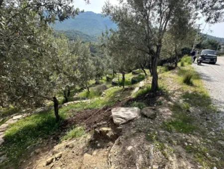 İzmir Menderes Özderede Satılık 12177 M2 Zeytin Ağaçlı Tarla