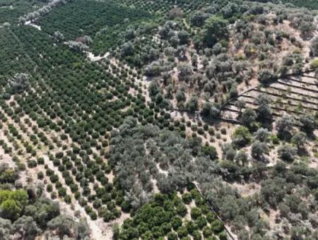 Özdere De Elektrik Su Yol Mevcut 11.450M² Satılık Tarla